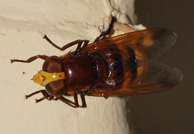 Volucella zonaria
